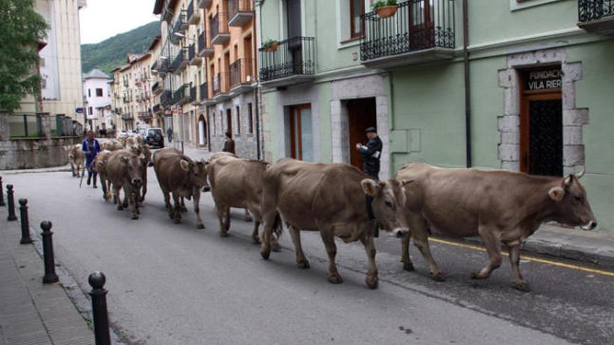 Un moment de la pas de les vaques pel carrer Freixenet de Camprodon, municipi final de la transhumància.