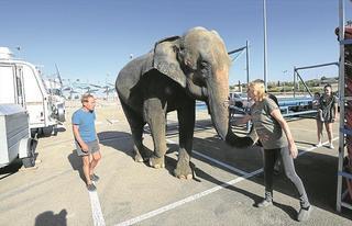 El circo de Plaza se queda en Zaragoza hasta el 9 de febrero y abrirá un proceso penal
