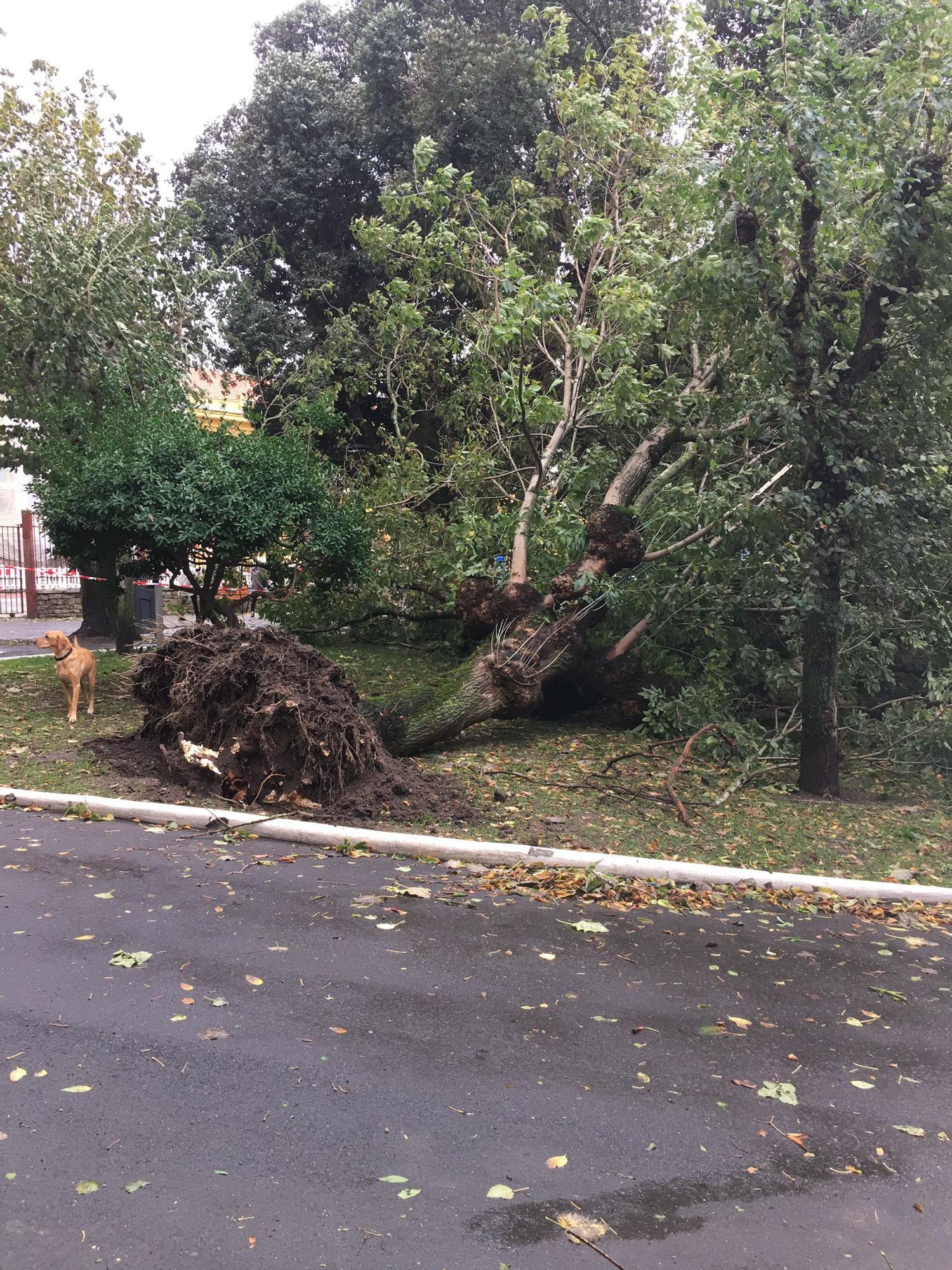 Incidencias por el temporal en A Coruña