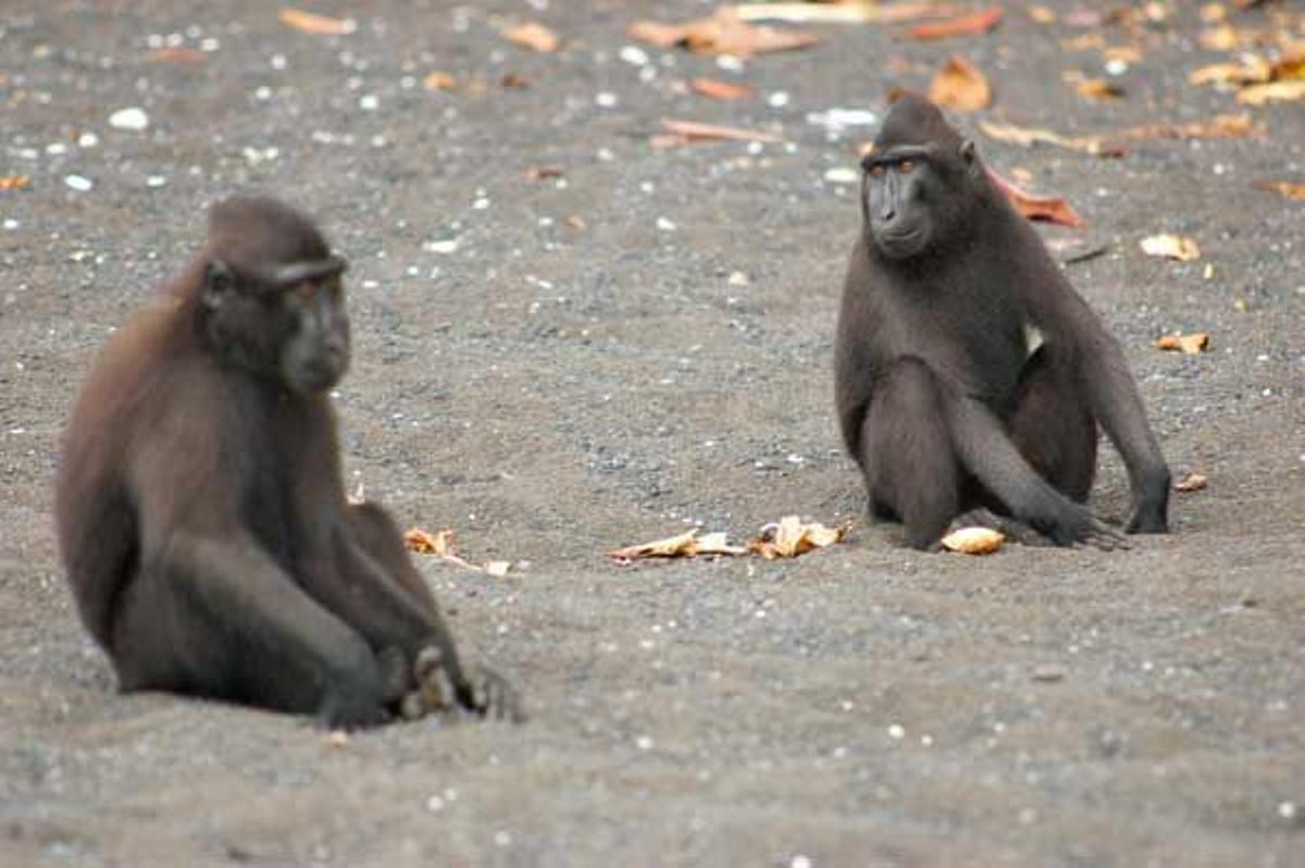 Macacos negros crestados descansan el la playa de arena volcánica del Parque