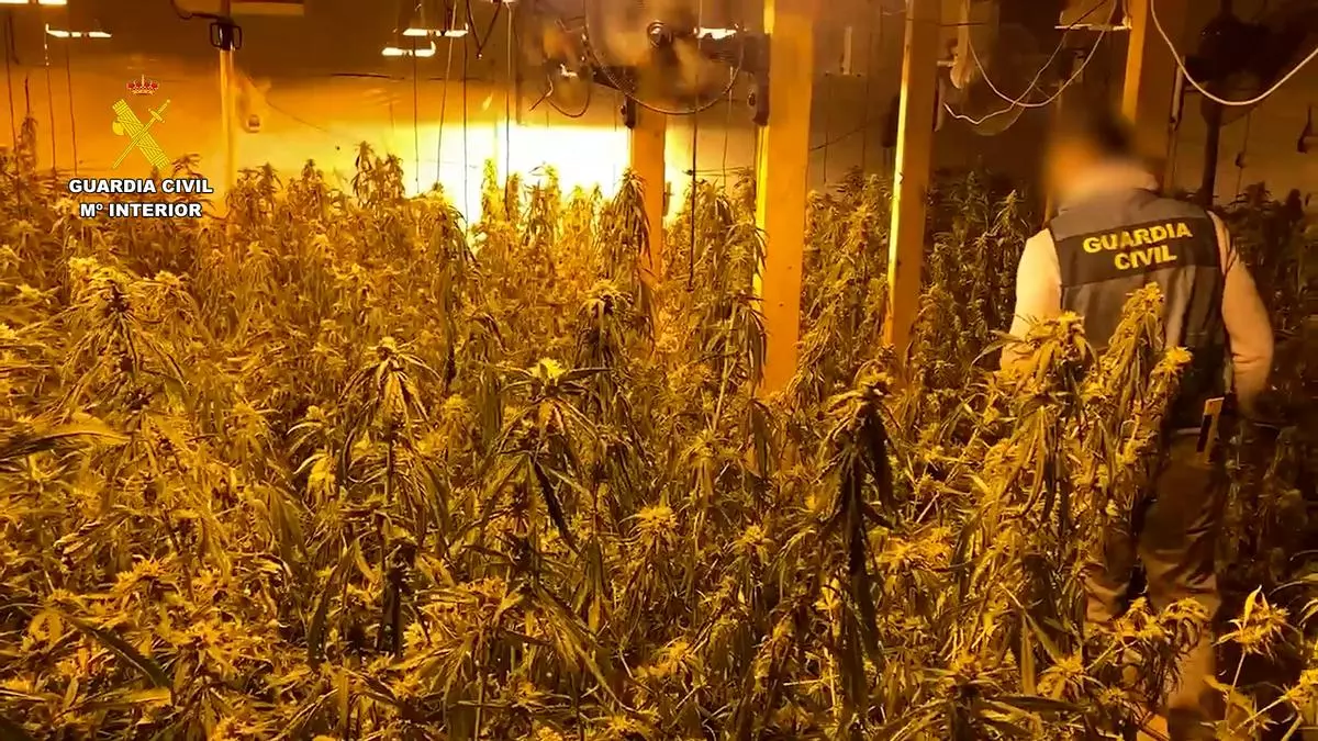 La Guardia Civil desmantela una sofisticada plantación de marihuana en una nave industrial de Almoradí