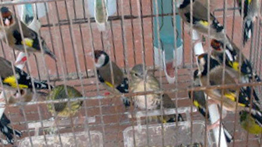 Hallan 14 jilgueros y 3 lúganos en una casa de Lorca - La Opinión de Murcia