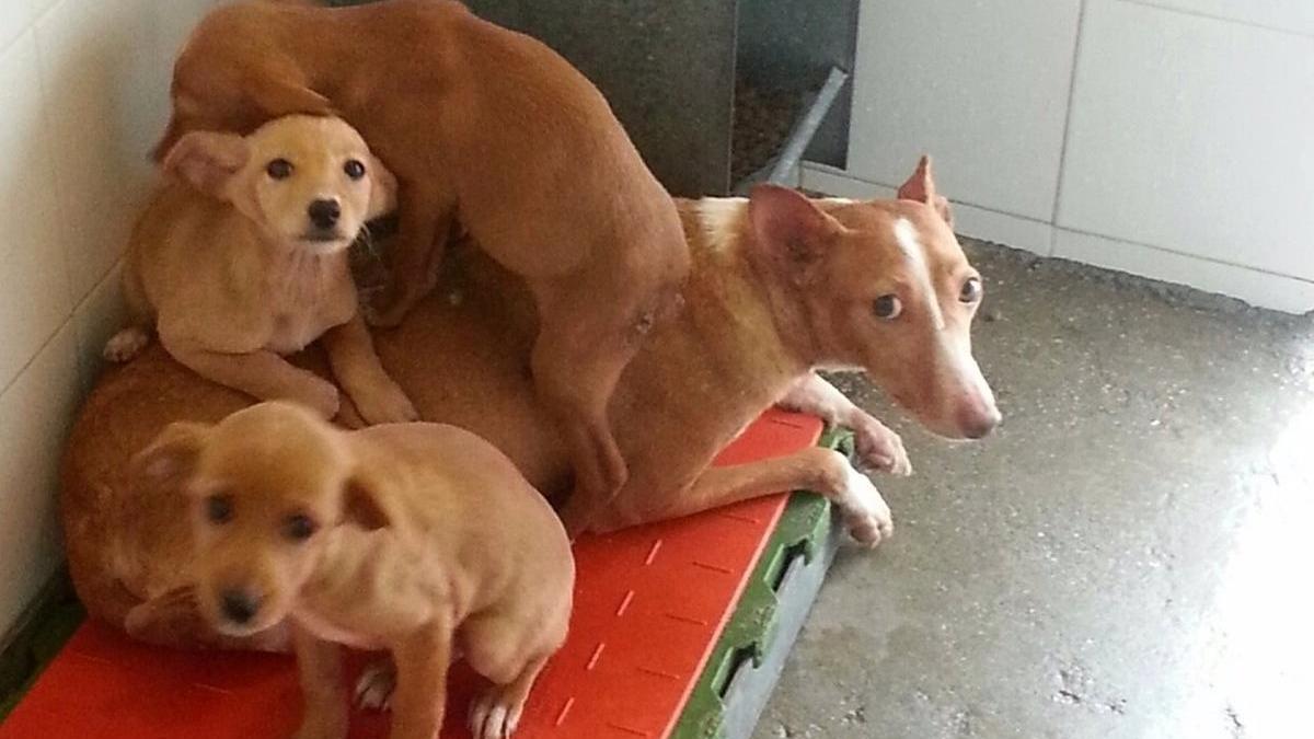 La perrera sacrifica a casi la mitad de animales que en 2019 - La Opinión de  Málaga