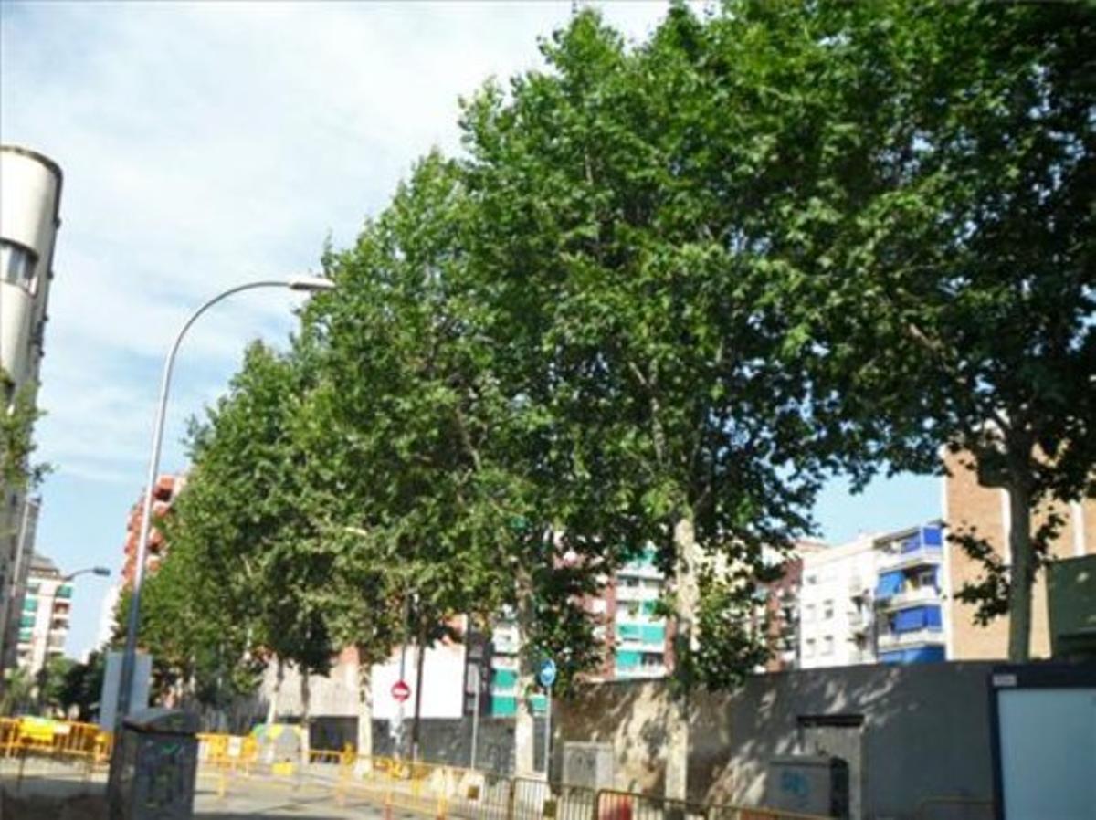 Sentència per als plàtans.Els plàtans de la foto, situats al carrer de Roger, al barri de Sants de Barcelona, estan sentenciats a mort per deixar pas a un projecte d’àrea verda d’aparcament i equipaments. Sorprèn que no s’hagin pogut aprofitar trasplantant-los a un altre lloc. Al carrer de Sants també han talat arbres d’aquest tipus, alguns de centenaris.