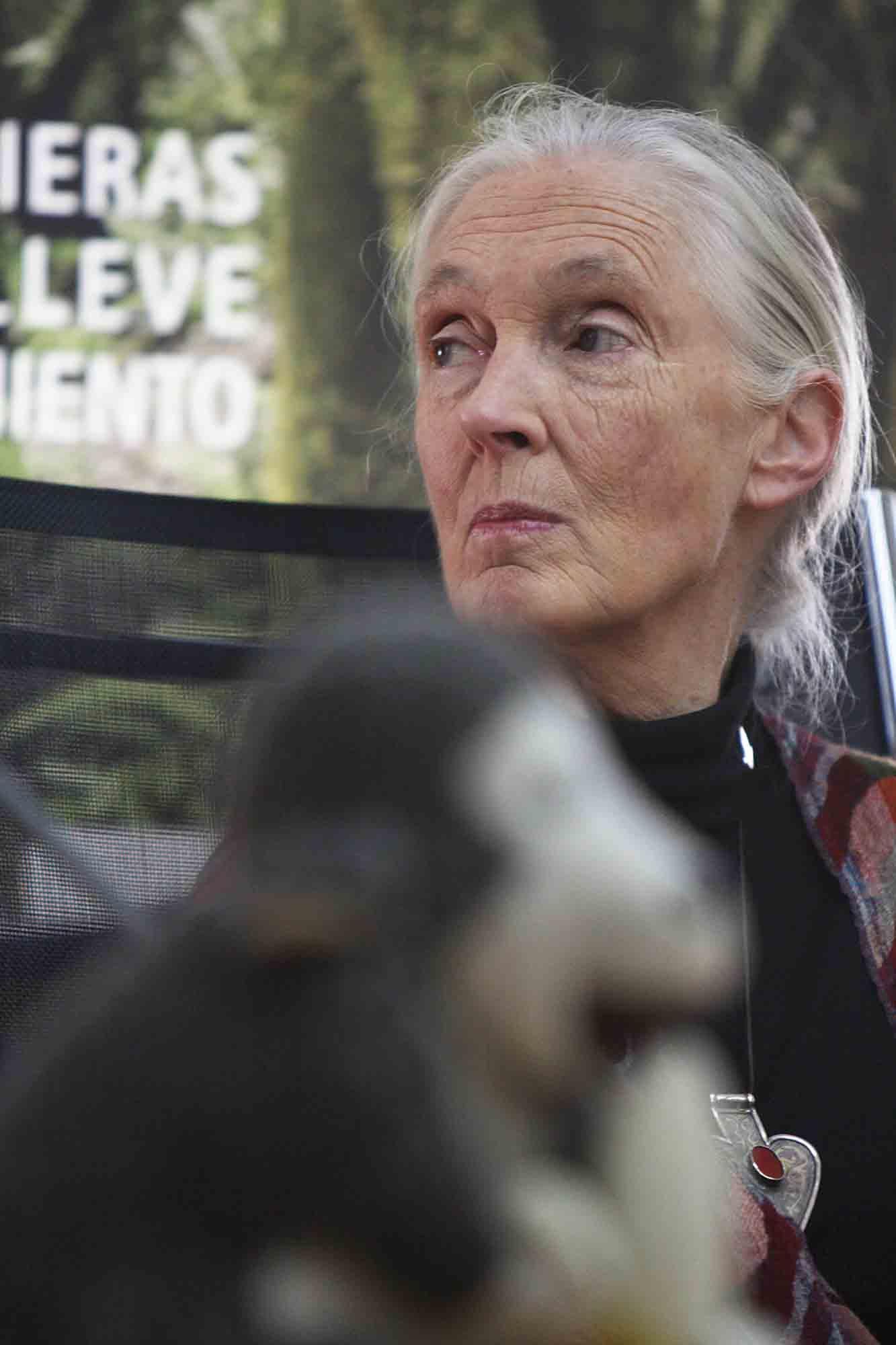 Fallece Jane Goodall, madrina de Primadomus y ‘honoris causa’ por la Universidad de Alicante