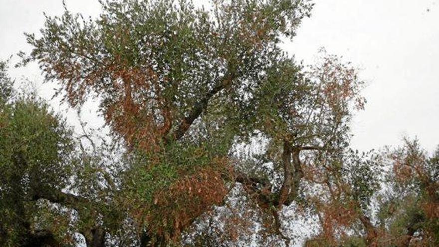 Befallene Olivenbäume in Italien: Wenn Blätter und Äste absterben, hilft nur noch der Kahlschlag.