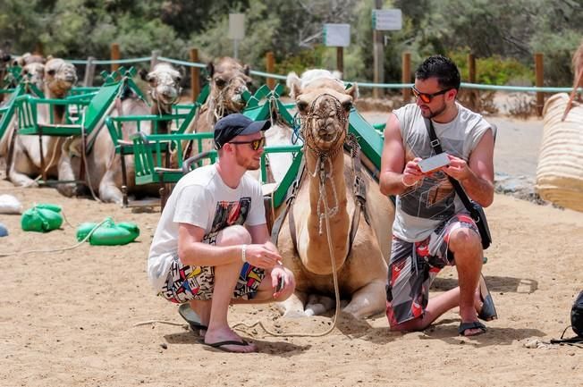 Reportaje excursiones con camellos en las Dunas ...