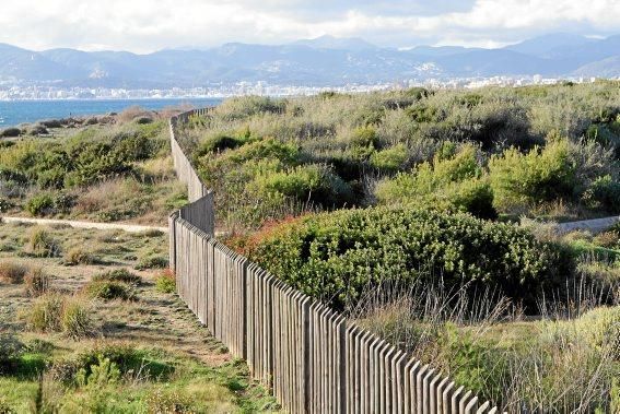 In Es Carnatge, dem letzten unverbauten Küstenabschnitt Palmas, aasten einst die Geier. Nun soll hier ein Park entstehen.