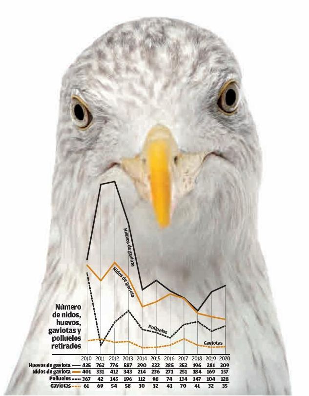 Evolución de los nidos en Vigo.