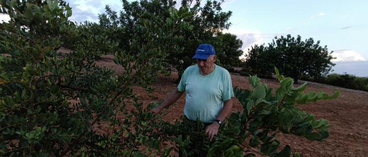 Ramón López, agricultor y vecino de Turís, en un campo con algarrobos. | RAFA PUCHADES
