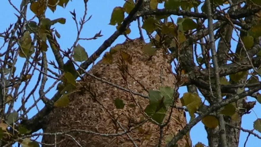 Nido de avispón asiático localizado en Noreña en noviembre.