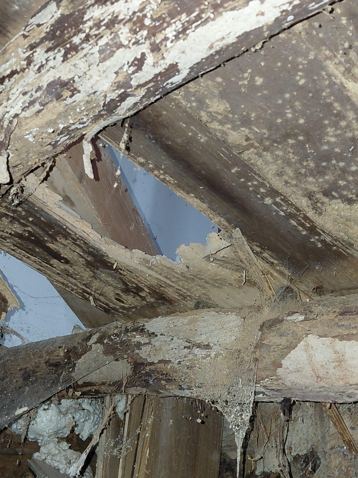 El invierno dispara las alertas por termitas en Galicia: devoran la ciudad y el rural