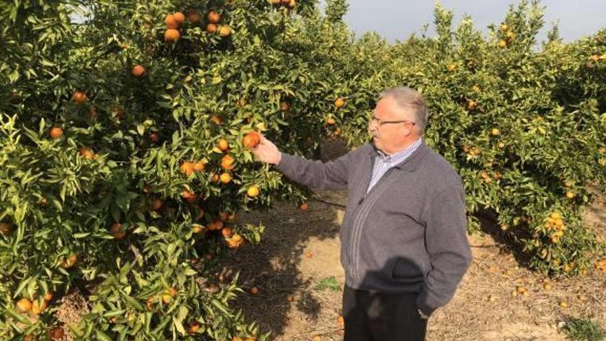 &quot;Ojalá granizara todos los años para sacar algún rendimiento a la naranja&quot;