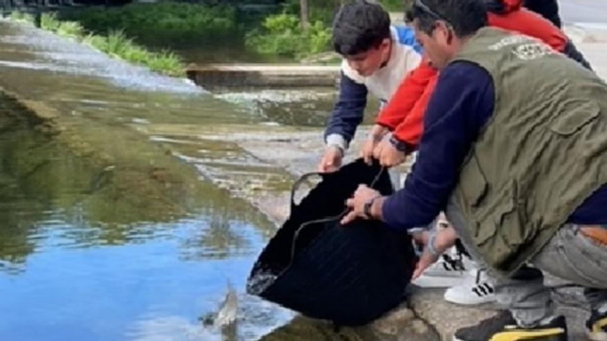 Alumnos de Ponte Caldelas sueltan cien ejemplares de trucha en el río Verdugo