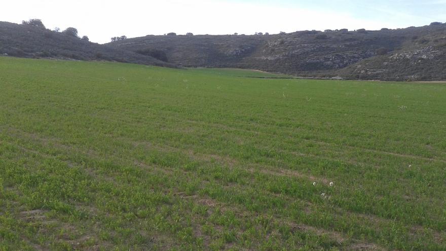 La cosecha de almendra se prevé que sea de 20.712 toneladas en Aragón