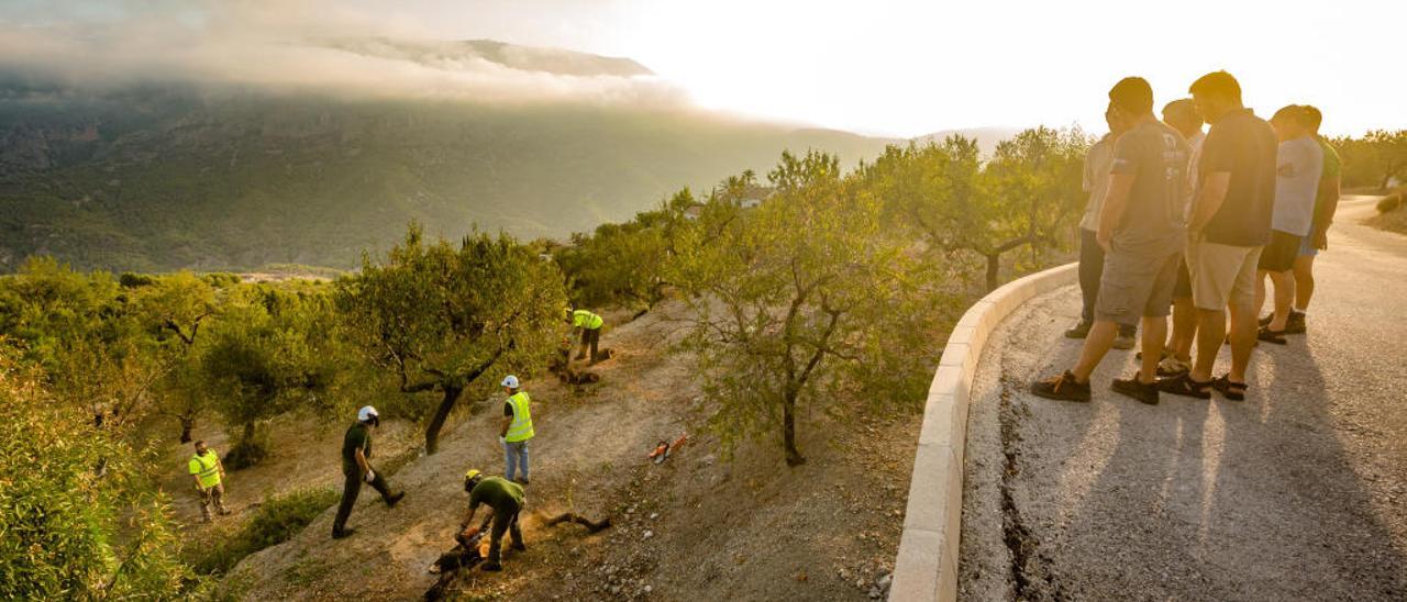 Agricultores observan cómo trituran sus almendros afectados por «Xylella», en Guadalest.