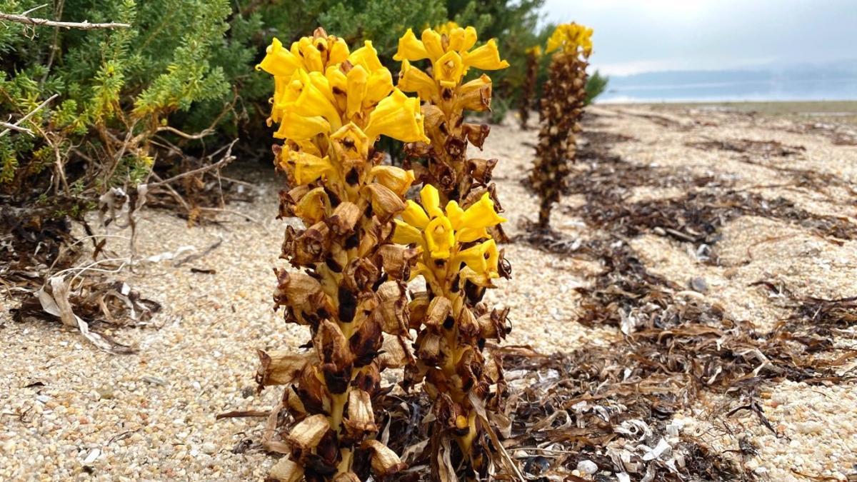 La planta cuya presencia en O Grove destacan SEO/BirdLife y el Concello.