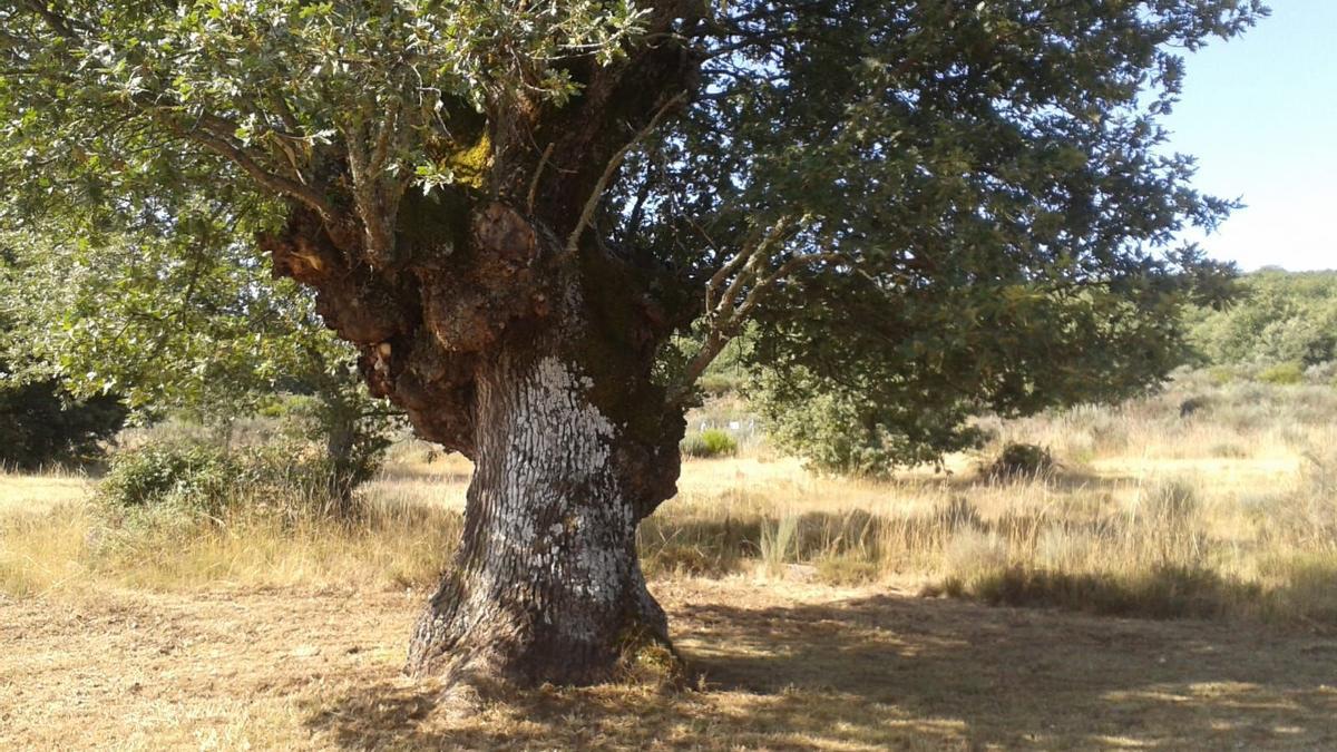 Roble centenario en un pueblo de Zamora