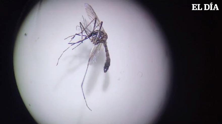 Así son las trampas utilizadas por el Instituto de Enfermedades Tropicales capturar mosquitos invasores en Canarias