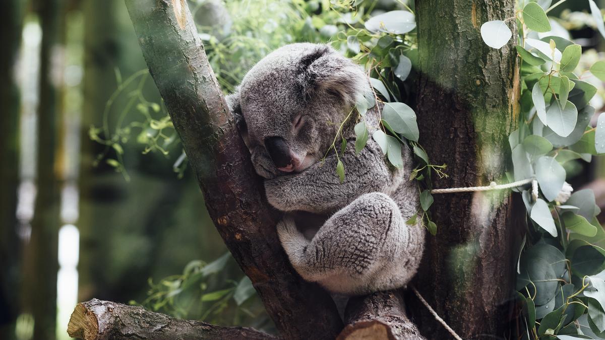 Un ejemplar de koala dormitando en un árbol