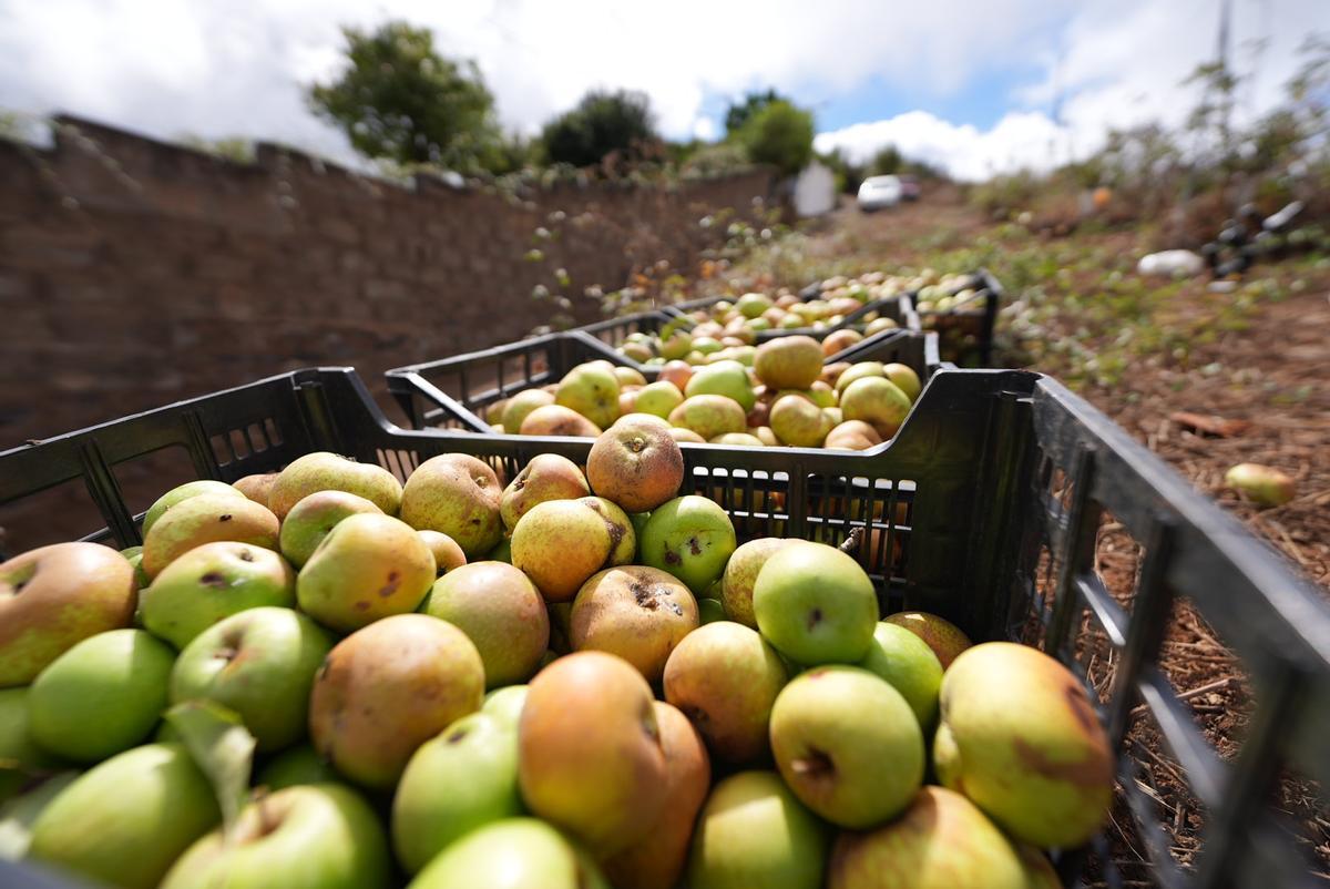 Recogida de manzana reineta en Valleseco.