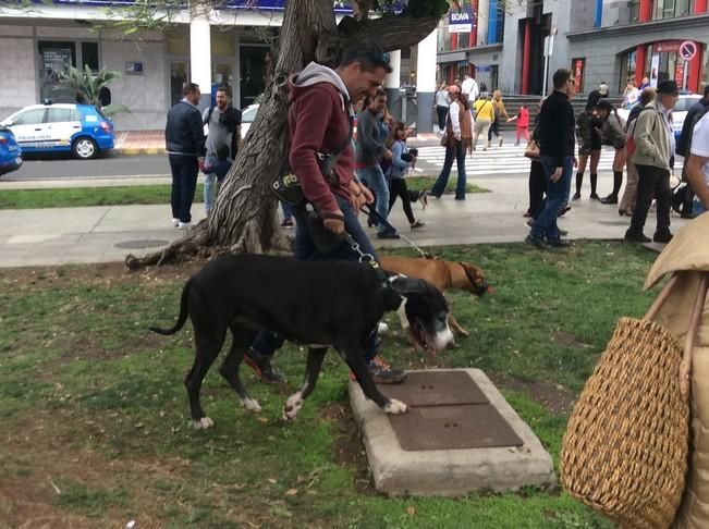 Carnaval de Las Palmas de Gran Canaria 2017: Carnaval Canino