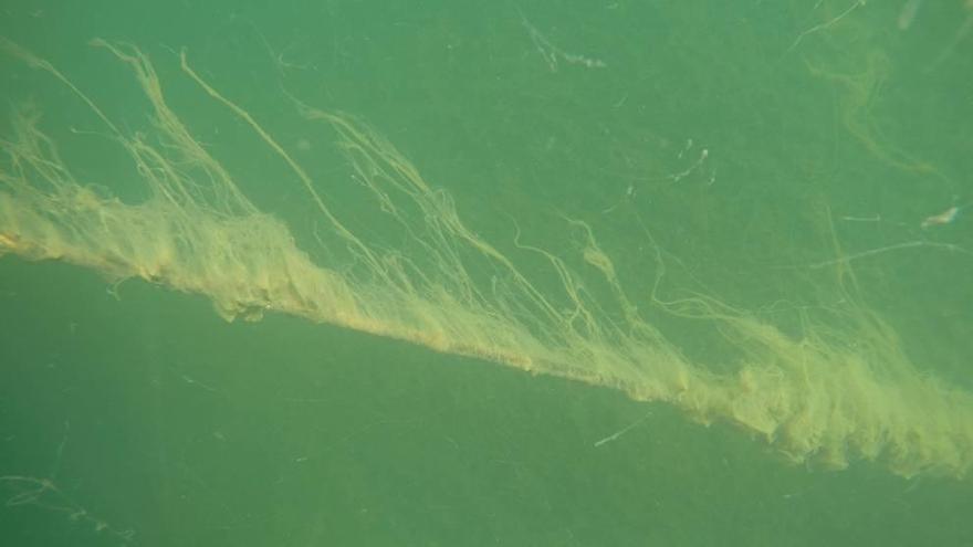 El &#039;moco&#039; o &#039;baba&#039; detectado en el Mar Menor estos últimos días.