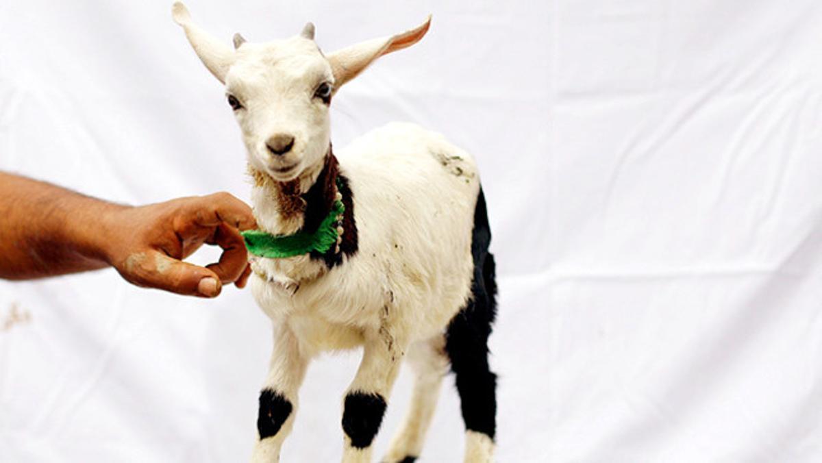 Una cria de cabra és subhastada per 100 dòlars en una botiga de mascotes de Bagdad (Iraq).