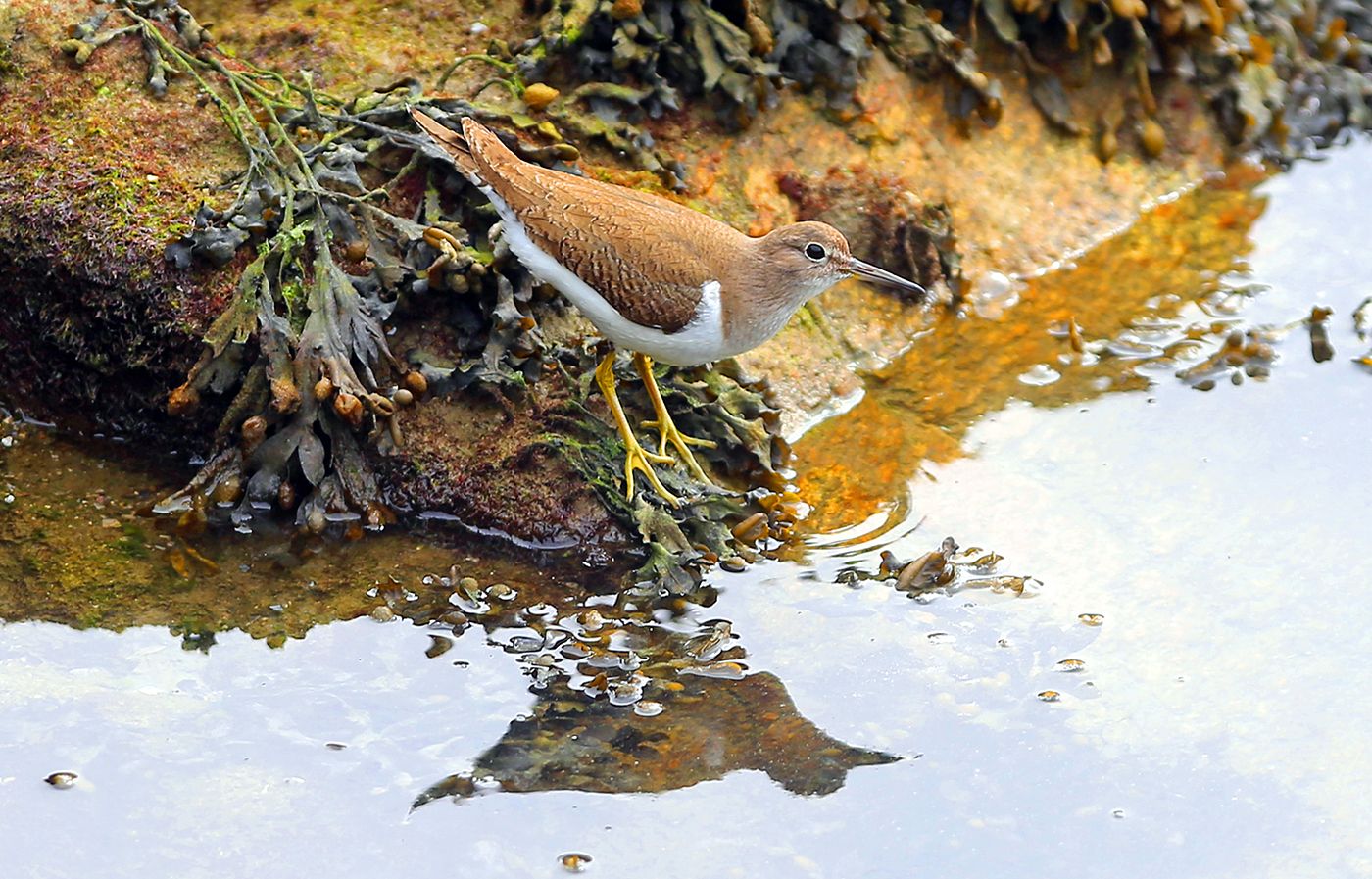 Los “ángeles” del  paraíso natural vigués