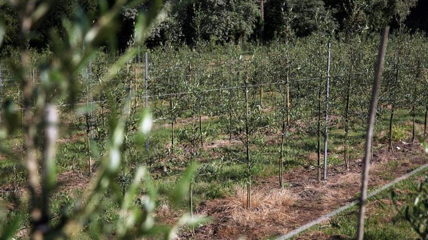 Una plantación de olivos en Moreira de A Estrada, realizada al abrigo del proyecto Cernes. // Bernabé / Luismy