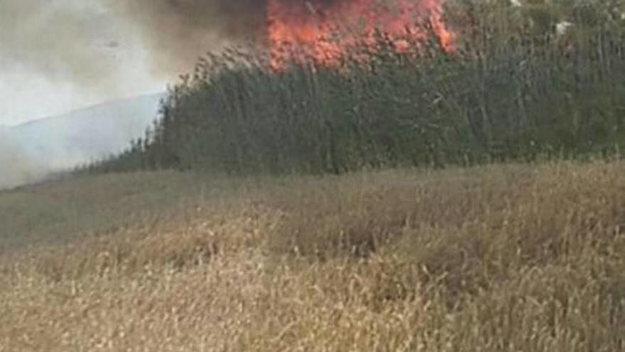 Incendio de cañizo en s&#039;Albufera