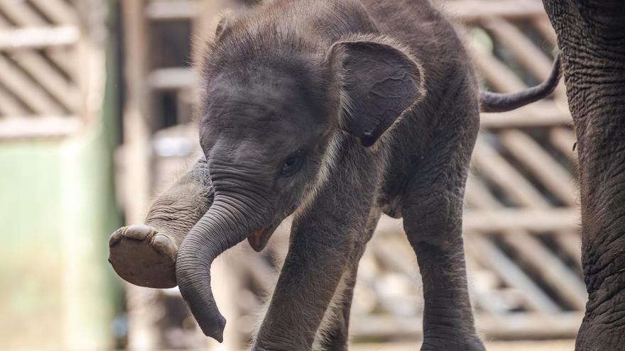 Nace una cría de elefante de Sumatra, que está en peligro crítico de extinción