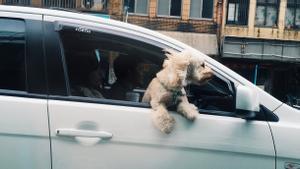 perro en la ventana de un coche