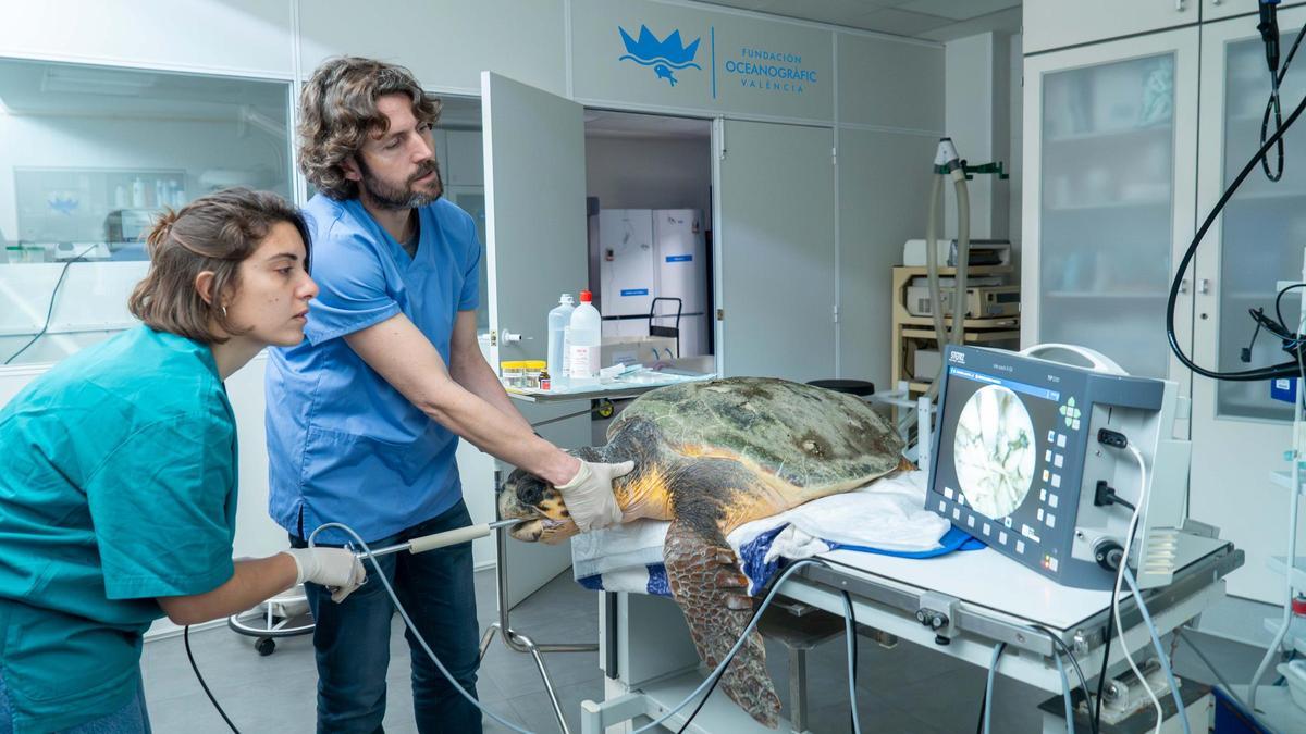 La tortuga Nuca amb els veterinaris de l'Oceanogràfic.