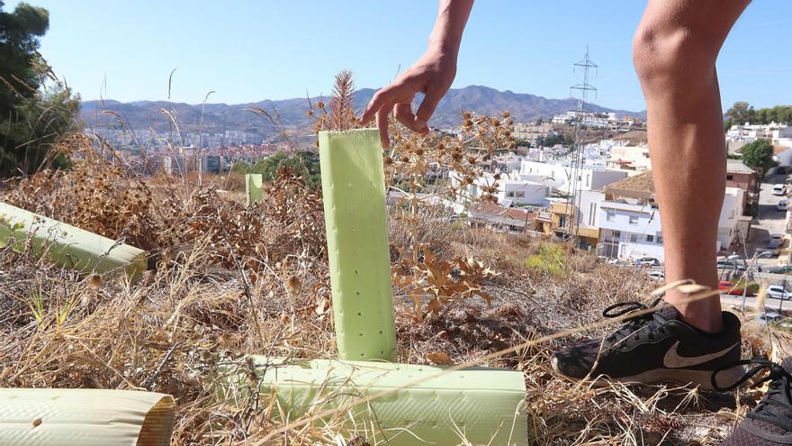 En Monte Victoria sólo salió adelante el 5% de los árboles plantados.