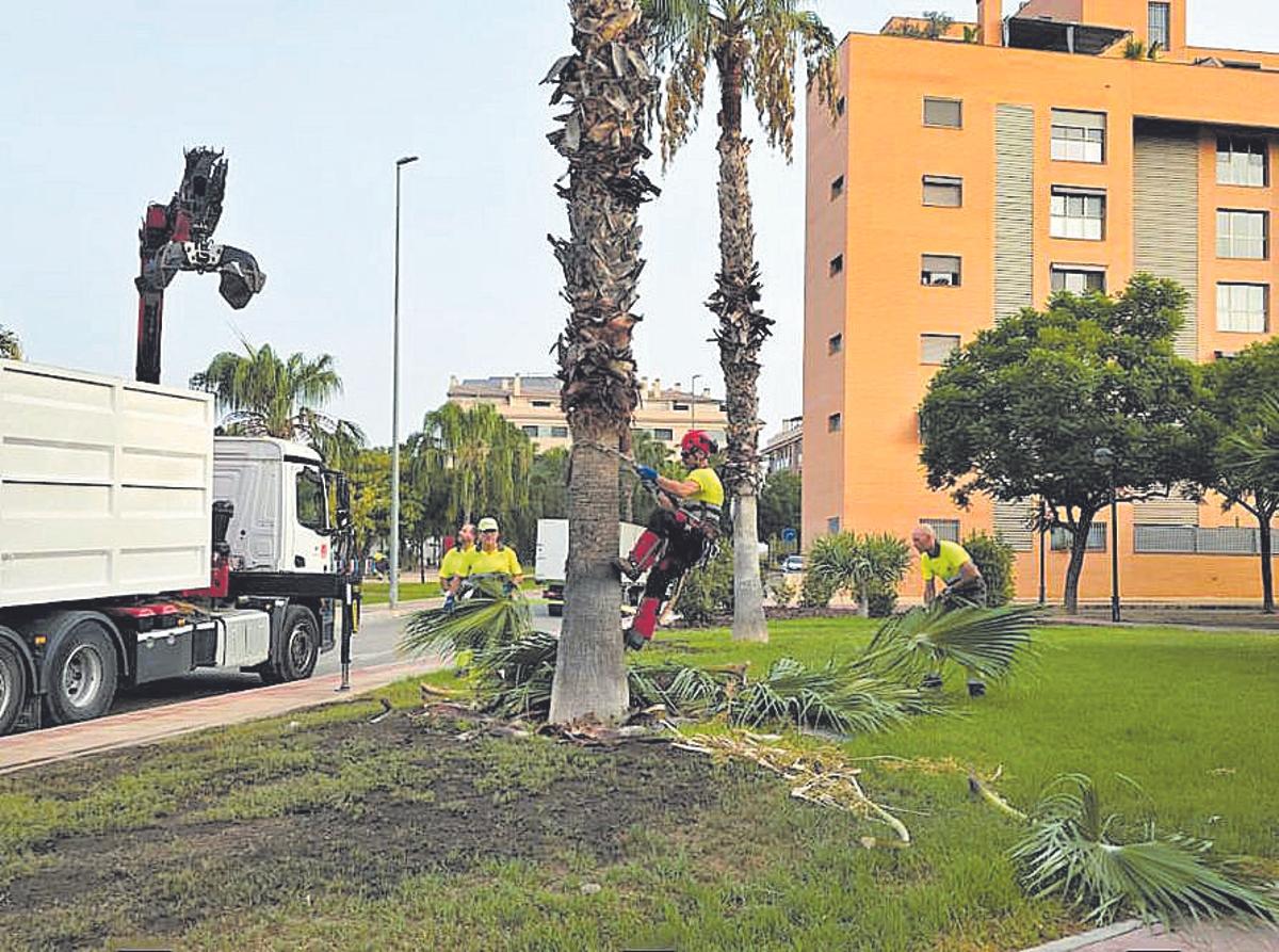 Varios operarios municipales podan una palmera en una imagen de archivo.
