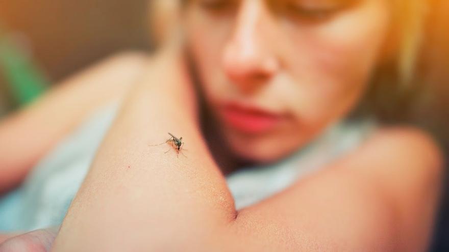 Esto es lo que tienes que poner al lado de la ventana abierta para que los mosquitos no entren en casa