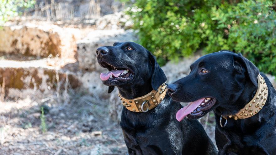 Mallorca-Schäferhund Ca de Bestiar: Wer ist der Schönste auf der Insel?