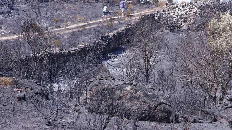 Las cenizas cubren un paraje de Arribes tras el incendio de Villardiegua de la Ribera de 2013.