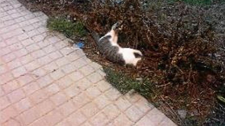 La imatge d&#039;un gat mort publicada a la comunitat Can Pinso de Facebook.