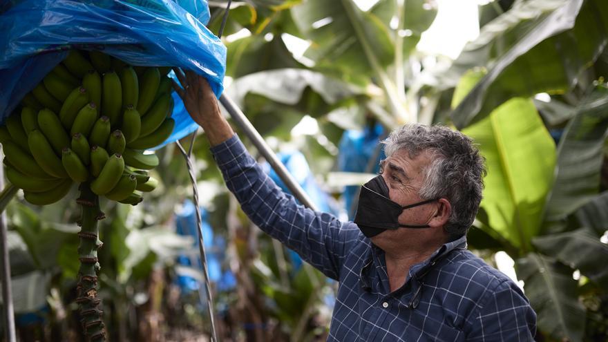 El Gobierno de Canarias abona el segundo anticipo en ayudas por 1,1 millones a los productores de plátano