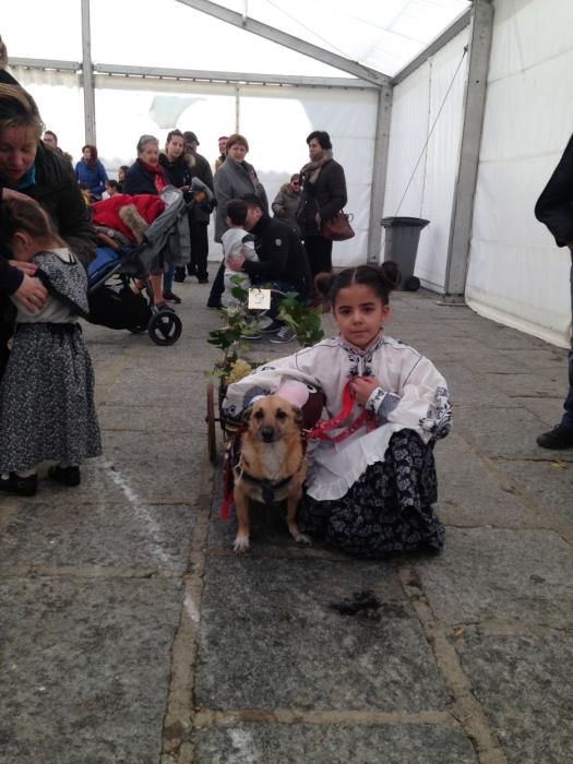 Carnaval en Toro: Concurso de mascotas