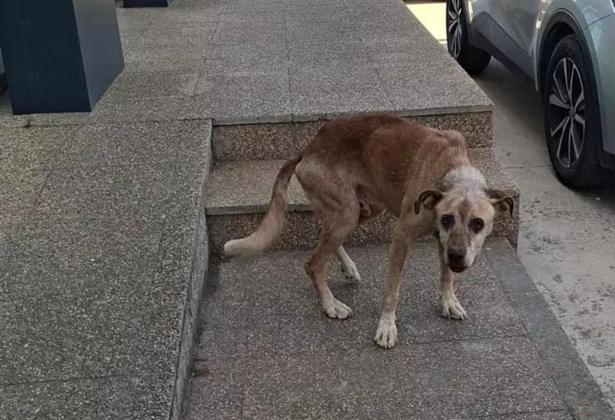 Estado de Rex el día que lo encontraron