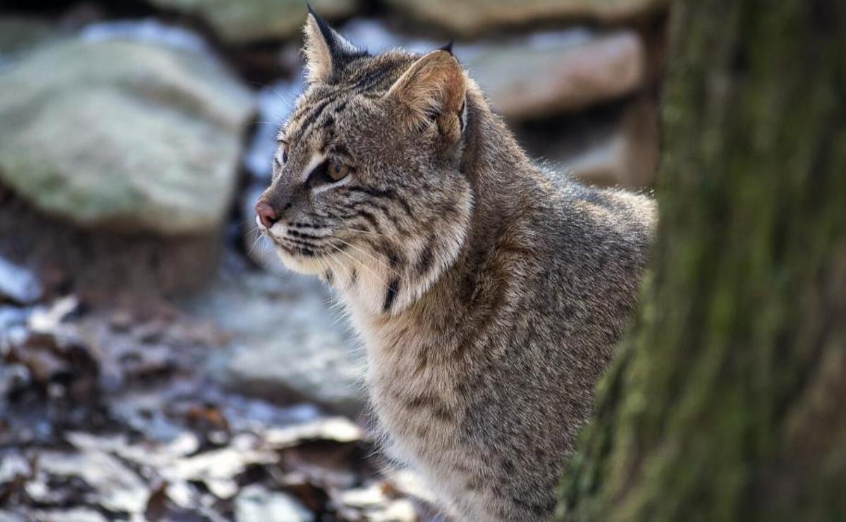 Quan es van domesticar els gats salvatges?