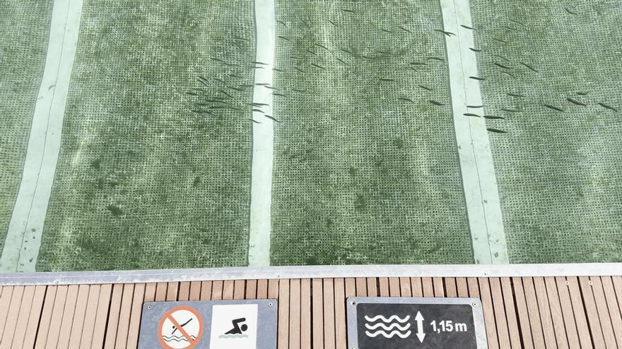 Los peces se cuelan en las piscinas de la plataforma de O Parrote
