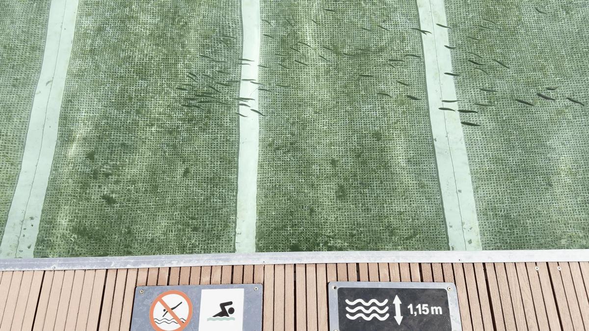 Los peces se cuelan en las piscinas de la plataforma de O Parrote
