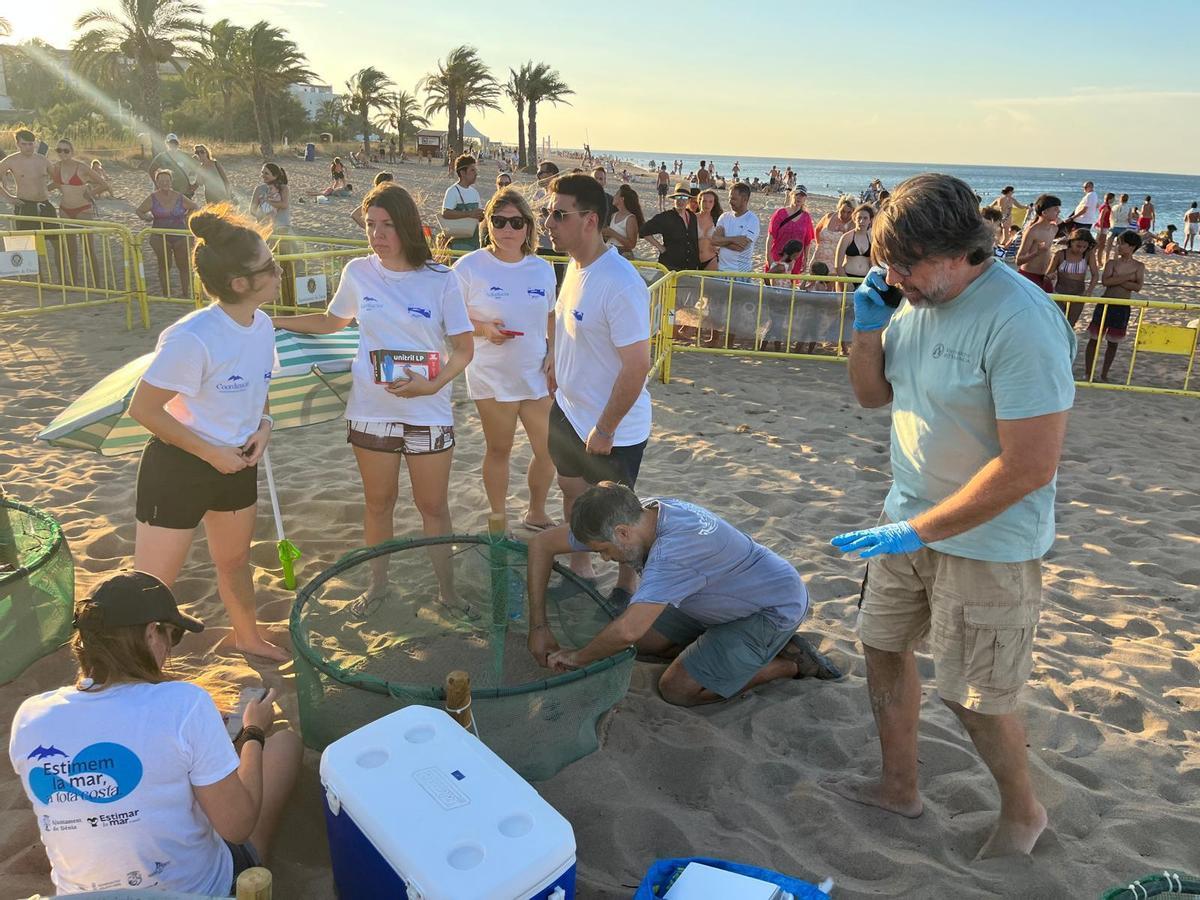 Las imágenes del prodigio: Nace 128 tortugas en Dénia