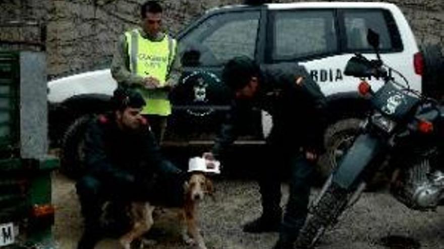 El Seprona desmantela en Huesca una banda de ladrones de perros