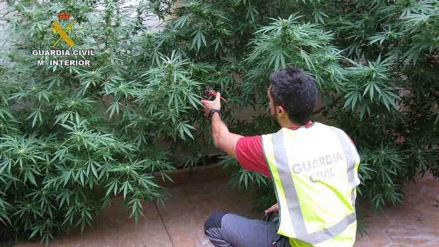 Un agente, con las plantas incautadas en la vivienda.