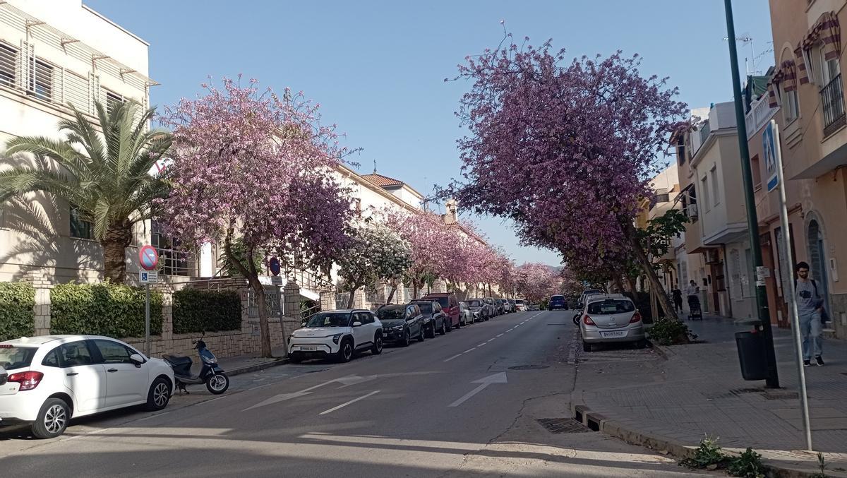 La Calle M s Hermosa De Espa a regresa Cada Abril A M laga La Calle M s Hermosa De Espa a regresa Cada Abril A M laga